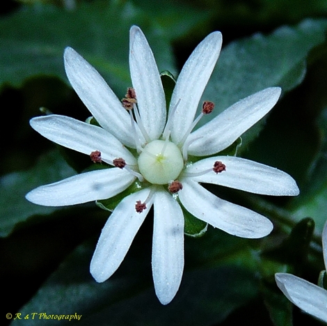 {Stellaria pubera}